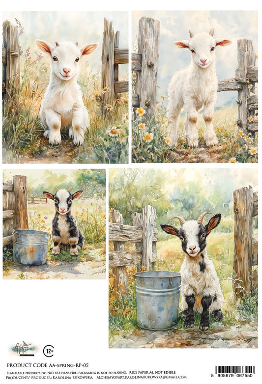 AlchemyOfArt - Rispapir - Spring 05